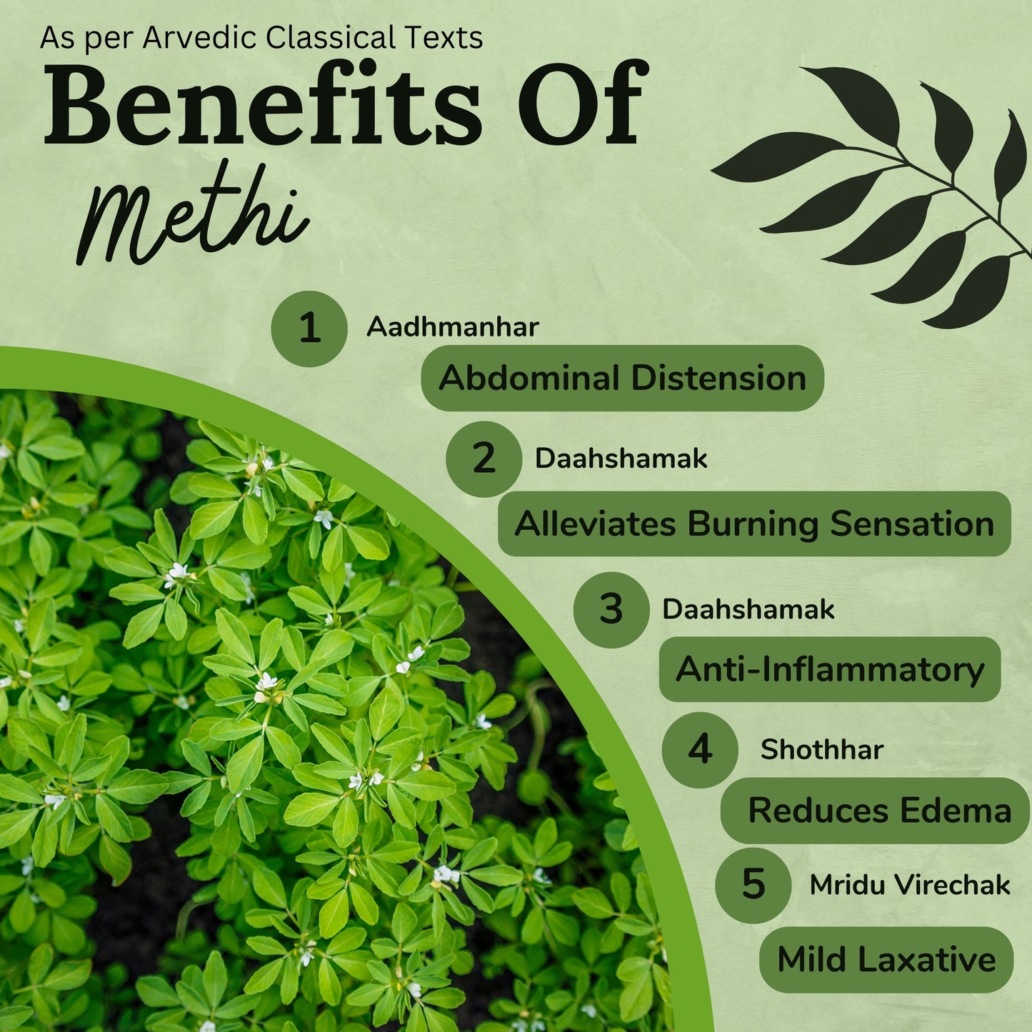 Songara Methi Powder : |Trigonella foenum-graecum Linn| Fenugreek