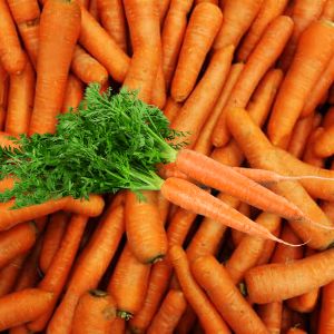 Best Gajar Beej Export Quality Carrot Seed Songara All Ayurvedic